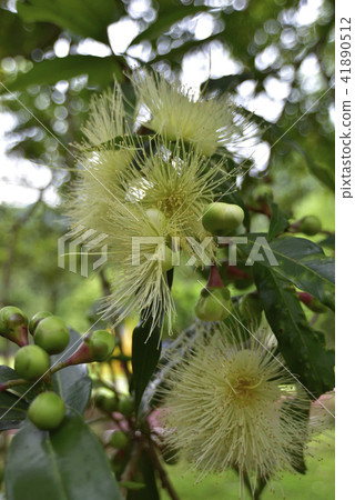 Rose apple tree white rose apple flower 41890512
