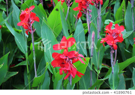 Red canna flower Red canna flower 41890761