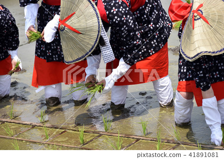 Rice planting rice planting festival Saotome 41891081