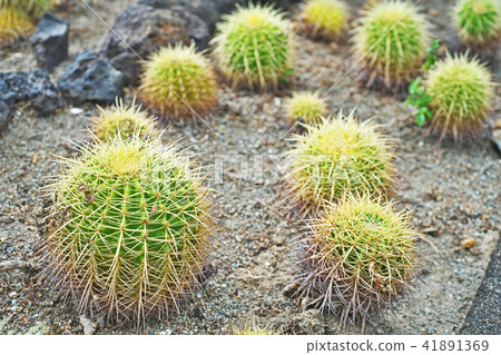 Cactus Kinshachi Cactus Kinshachi 41891369