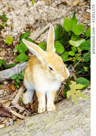 Cute child rabbit Cute child rabbit 41891378