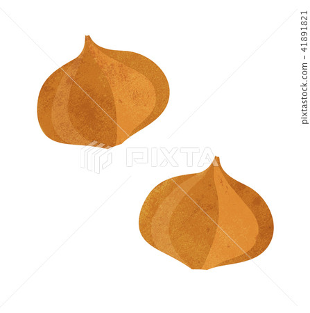 Onion illustration Onion illustration 41891821
