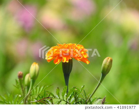 萬壽菊 41891977