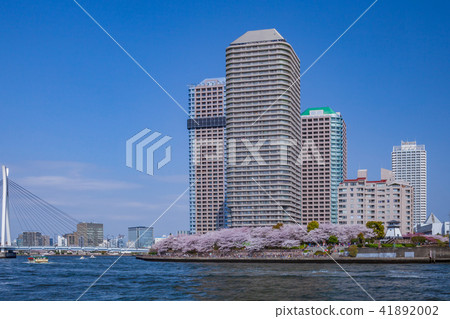 Cherry blossom water front 41892002