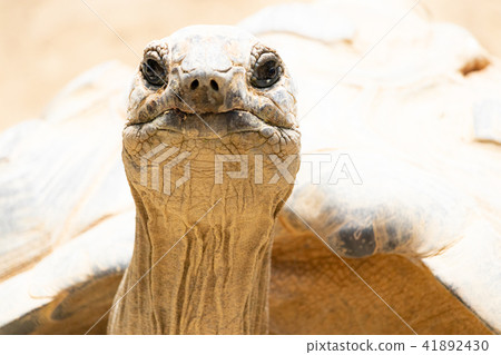 相機眼睛的陸龜 41892430