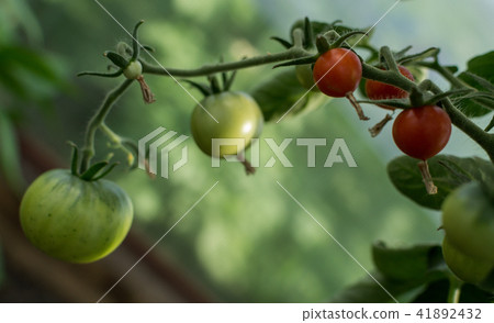 red and green tomatoes on branches red and green tomatoes on branches 41892432