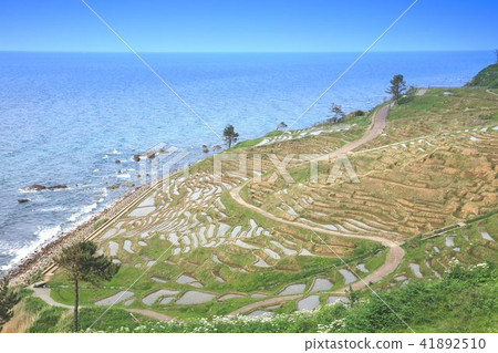 成千上萬的諾托 41892510