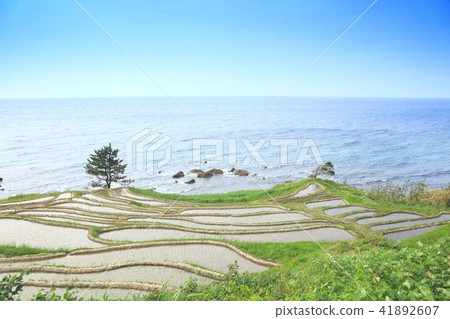 Thousands of fields of Noto Thousands of fields of Noto 41892607