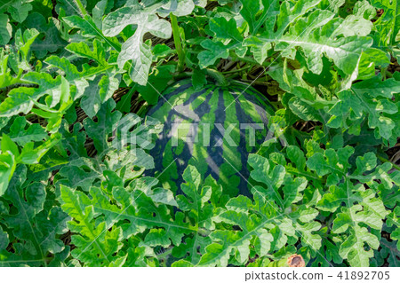 Watermelon field 41892705