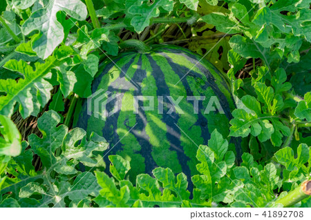 Watermelon field 41892708