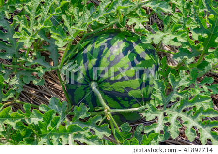 Watermelon field Watermelon field 41892714