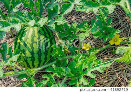 Watermelon field 41892719