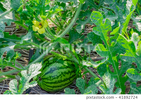すいか畑 すいか畑 41892724