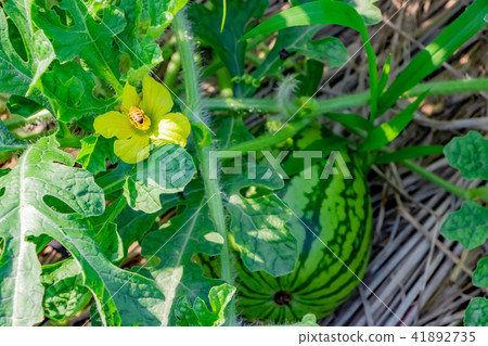 Watermelon field 41892735