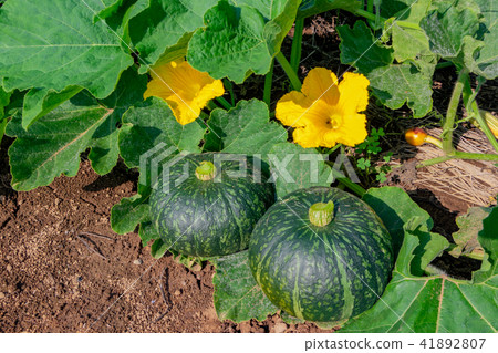 Pumpkin field 41892807