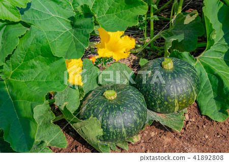 Pumpkin field Pumpkin field 41892808