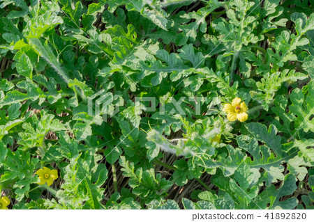 Watermelon field 41892820