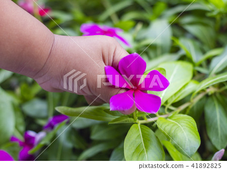Hand baby holding flowers. Focus on the hand Hand baby holding flowers. Focus on the hand 41892825