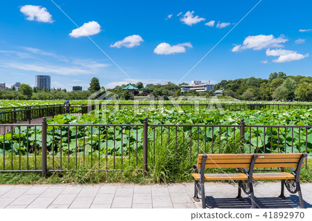 上野印象公園的領土池塘 上野印象公園的領土池塘 41892970