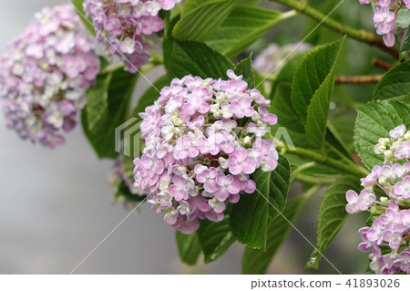 雨季花'繡球花'公園和花壇:大阪枚方市 雨季花'繡球花'公園和花壇:大阪枚方市 41893026