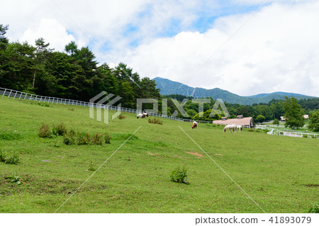 Yamanashi Prefecture Hokutoichi Makiba Park Yamanashi Prefecture Hokutoichi Makiba Park 41893079