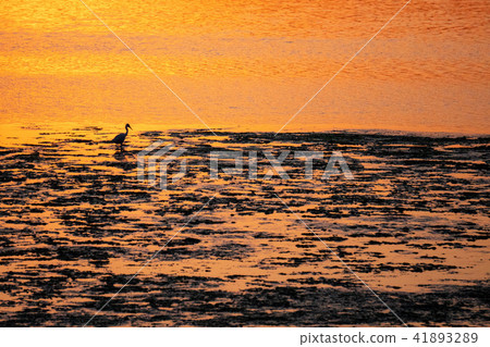Vendicari Saline bird reserve at sunset Vendicari Saline bird reserve at sunset 41893289