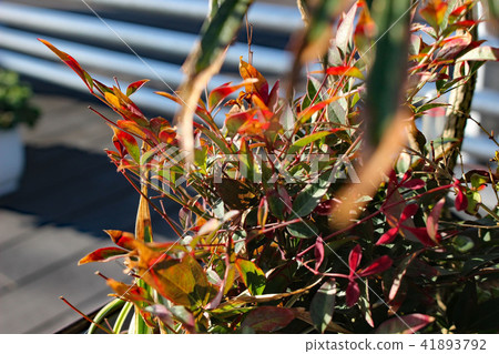 Autumn leaves Autumn leaves 41893792