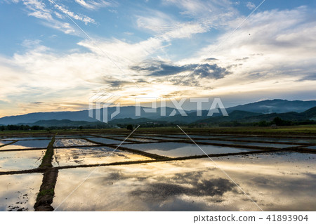 rice field in evening time rice field in evening time 41893904