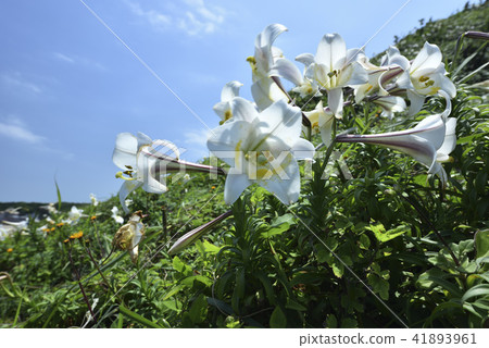 臺灣野百合-北海岸及觀音山國家風景區 41893961