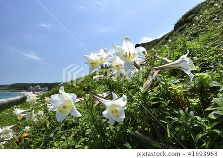 Taiwan Wild Lily - North Coast and Guanyinshan National Scenic Area Taiwan Wild Lily - North Coast and Guanyinshan National Scenic Area 41893963