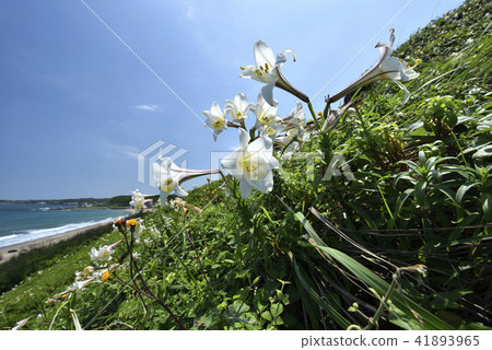 臺灣野百合-北海岸及觀音山國家風景區 臺灣野百合-北海岸及觀音山國家風景區 41893965