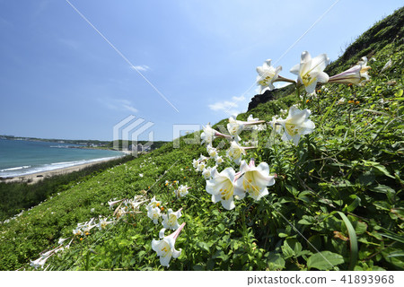 臺灣野百合-北海岸及觀音山國家風景區 臺灣野百合-北海岸及觀音山國家風景區 41893968
