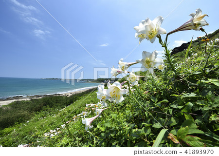 Taiwan Wild Lily - North Coast and Guanyinshan National Scenic Area Taiwan Wild Lily - North Coast and Guanyinshan National Scenic Area 41893970