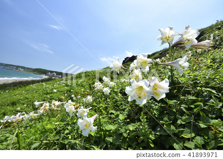 Taiwan Wild Lily - North Coast and Guanyinshan National Scenic Area Taiwan Wild Lily - North Coast and Guanyinshan National Scenic Area 41893971