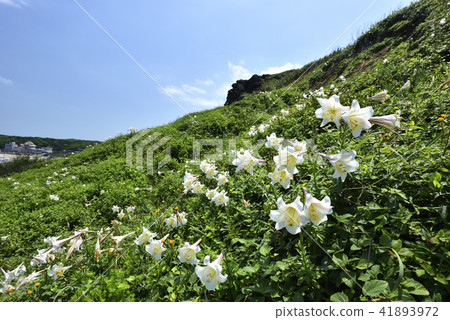 Taiwan Wild Lily - North Coast and Guanyinshan National Scenic Area Taiwan Wild Lily - North Coast and Guanyinshan National Scenic Area 41893972