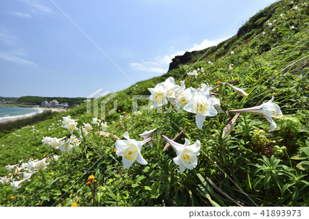 臺灣野百合-北海岸及觀音山國家風景區 臺灣野百合-北海岸及觀音山國家風景區 41893973