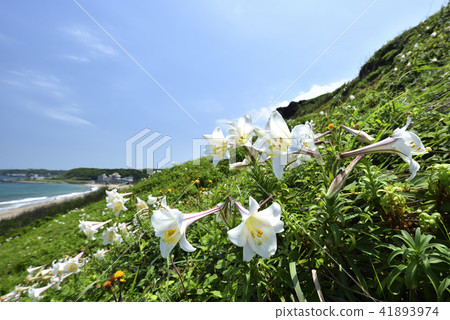 臺灣野百合-北海岸及觀音山國家風景區 41893974