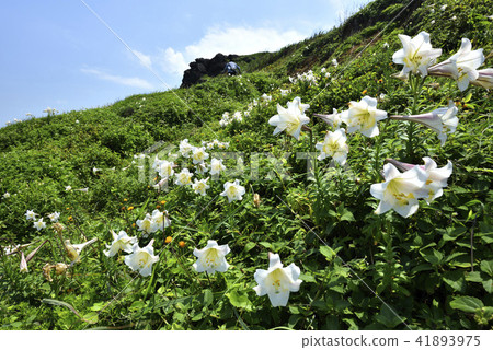 臺灣野百合-北海岸及觀音山國家風景區 41893975