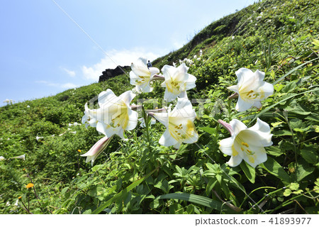 臺灣野百合-北海岸及觀音山國家風景區 41893977