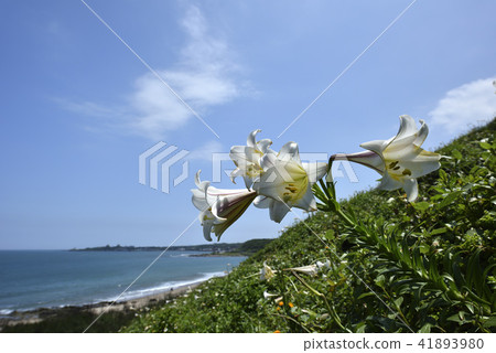 臺灣野百合-北海岸及觀音山國家風景區 41893980