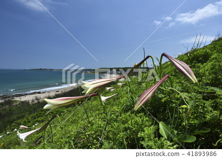 Taiwan Wild Lily - North Coast and Guanyinshan National Scenic Area Taiwan Wild Lily - North Coast and Guanyinshan National Scenic Area 41893986