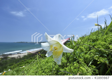 Taiwan Wild Lily - North Coast and Guanyinshan National Scenic Area Taiwan Wild Lily - North Coast and Guanyinshan National Scenic Area 41893987
