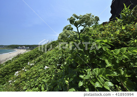 Taiwan Wild Lily - North Coast and Guanyinshan National Scenic Area Taiwan Wild Lily - North Coast and Guanyinshan National Scenic Area 41893994
