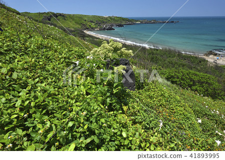 臺灣野百合-北海岸及觀音山國家風景區 臺灣野百合-北海岸及觀音山國家風景區 41893995