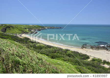 臺灣野百合-北海岸及觀音山國家風景區 41893997
