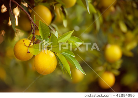 Orange garden with fruit 41894096