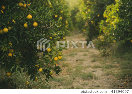 Orange garden with fruit Orange garden with fruit 41894097