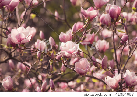 Magnolia spring flowers Magnolia spring flowers 41894098