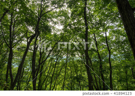 Chichibu Muse Park Komoreba Square Fresh green Chichibu Muse Park Komoreba Square Fresh green 41894123