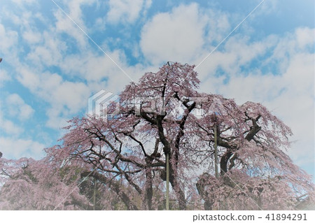 Fantastic cherry blossoms in full bloom Fantastic cherry blossoms in full bloom 41894291